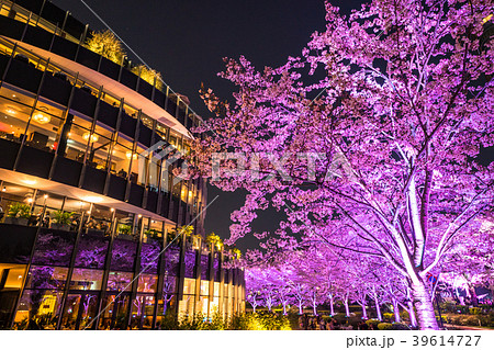 東京都 東京ミッドタウン 夜桜ライトアップの写真素材