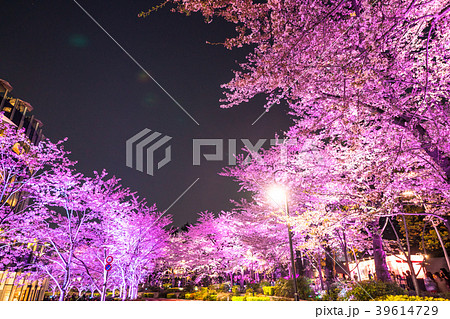 東京都 東京ミッドタウン 夜桜ライトアップの写真素材