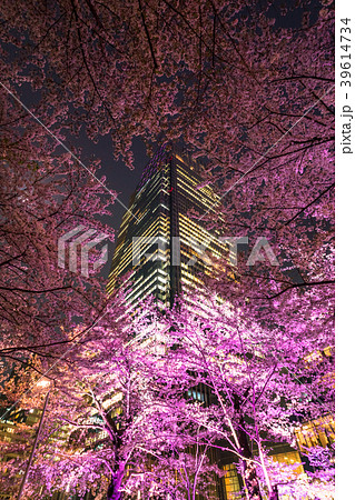 東京都 東京ミッドタウン 夜桜ライトアップの写真素材