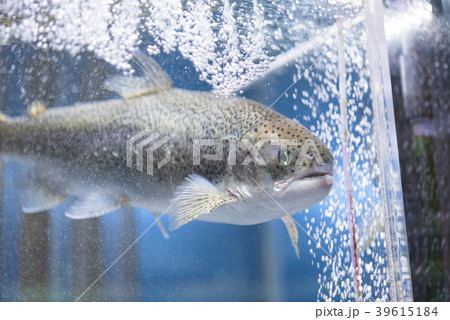 富士の介 山梨県ブランド交配魚 39615184