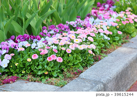 春の花壇 デイジーの花の写真素材