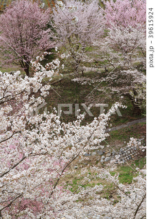 長野県池田町陸郷の山桜 長野県池田町陸郷の山桜 39615924