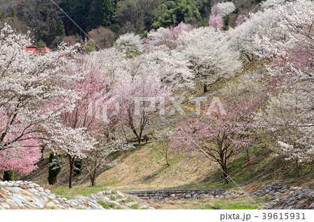 長野県池田町陸郷の山桜 39615931