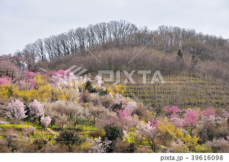 花見山公園 39616098