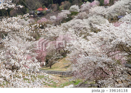 長野県池田町陸郷の山桜 長野県池田町陸郷の山桜 39616138