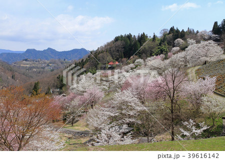 長野県池田町陸郷の山桜 長野県池田町陸郷の山桜 39616142