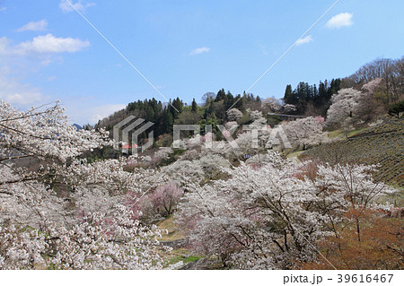 長野県池田町陸郷の山桜 長野県池田町陸郷の山桜 39616467
