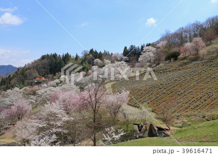 長野県池田町陸郷の山桜 39616471
