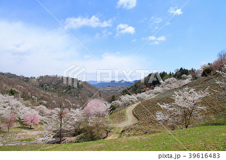 長野県池田町陸郷の山桜 39616483