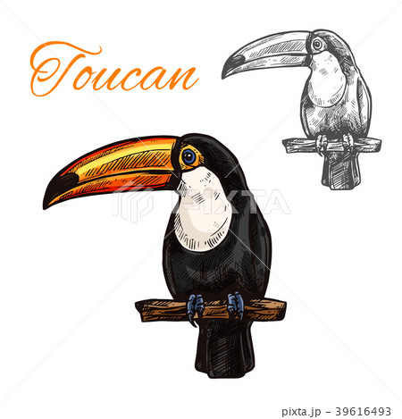 Toucan Isolated Sketch Of Tropical Exotic Birdのイラスト素材