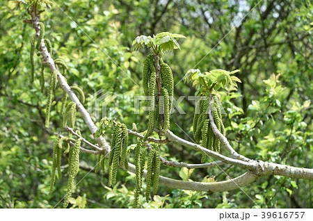 オニグルミの雄花 オニグルミの雄花 39616757