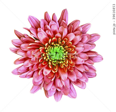 Flower red Chrysanthemum Flower red Chrysanthemum 39616853
