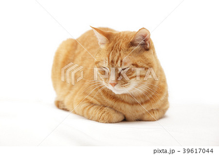 香箱座りの猫の写真素材