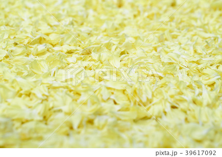 一面の花びら 39617092