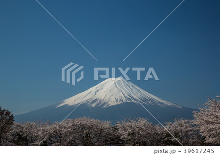 富士山と桜 39617245