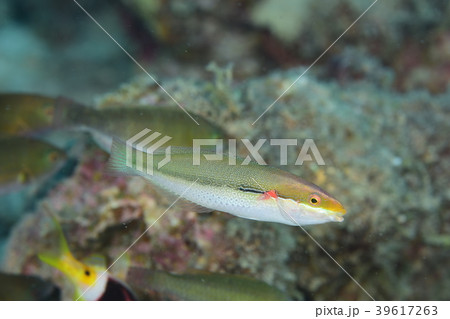 オニベラ 39617263