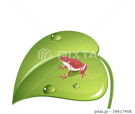 葉っぱに止まる赤カエル Frog On The Green Leaf のイラスト素材