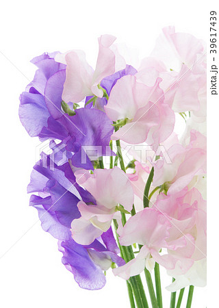 紫と桃色と白のスイートピーの写真素材