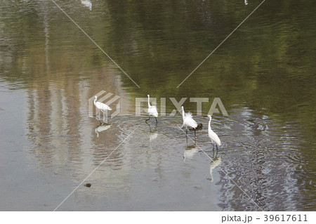 little white heron stands on the shore against 39617611