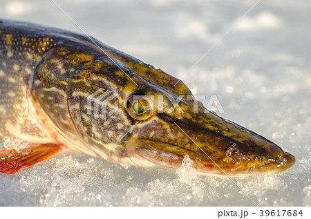 Winter fishing from the ice 39617684