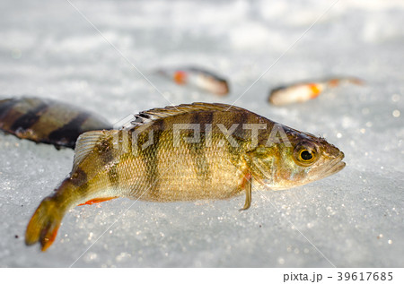 Winter fishing from the ice 39617685