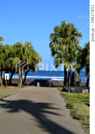 春の宮崎 南国ムードあふれる青島の景観 春の宮崎 南国ムードあふれる青島の景観 39617831
