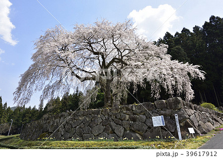 水戸野のシダレザクラの写真素材 [39617912] PIXTA