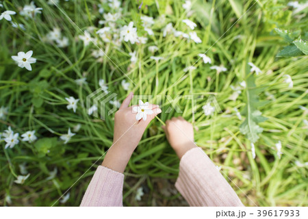 花を摘む子供の手の写真素材