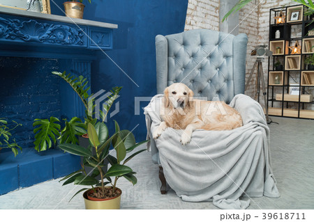 Golden retriever pure breed puppy dog on bed 39618711