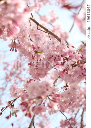 枝垂れ桜 枝垂れ桜 39618847