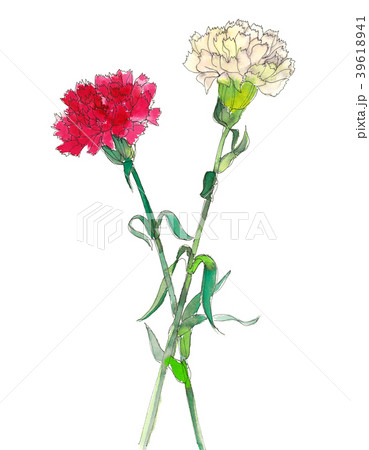 カーネーション カーネーション 39618941