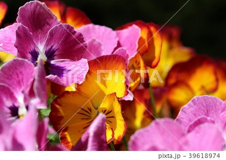 ビオラの花 ビオラの花 39618974