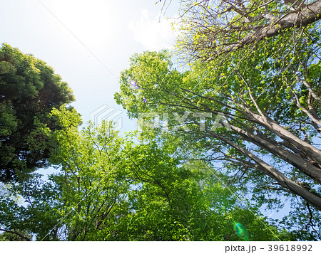新緑 新緑 39618992