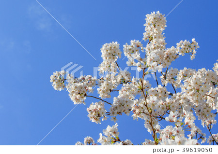 桜と青空 39619050