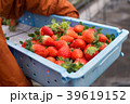 イチゴの収穫 39619152