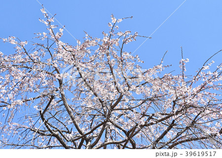 シダレザクラ（枝垂れ桜） 39619517