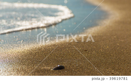 natural sea shell lying on the sandy beach 39619781