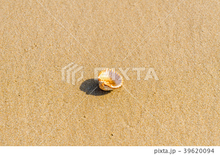 natural sea shell lying on the sandy beach natural sea shell lying on the sandy beach 39620094