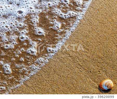 natural sea shell lying on the sandy beach natural sea shell lying on the sandy beach 39620099