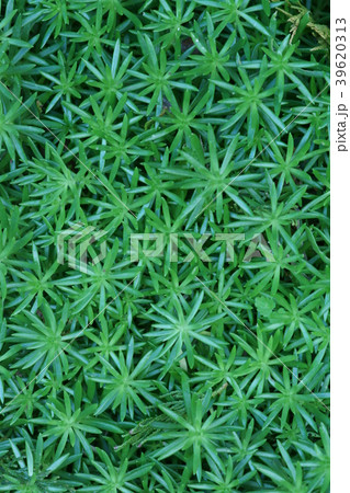 メキシコ万年草　花言葉は「私を思ってください」 39620313