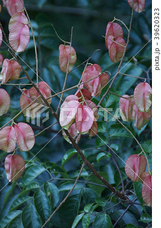 袋実木欒子　フクロミモクゲンジ　花言葉は「賢者」 39620323