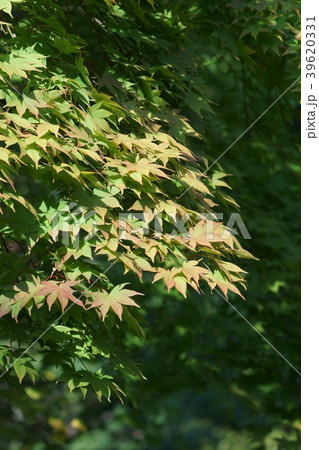 もみじ　紅葉が始まりました。 39620331