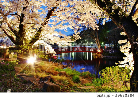 臥竜公園-さくらまつり 39620384