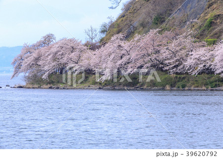 桜満開の海津大崎 39620792