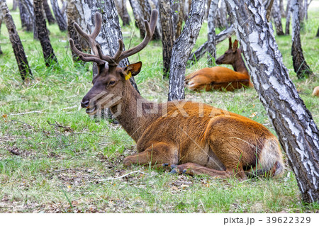 Male and female deer lying down resting in the 39622329