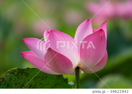 beautiful pink lotus flower 39622942