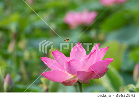 beautiful pink lotus flower 39622943