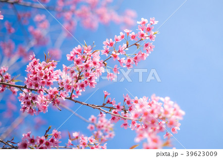 Cherry blossom sakura or Prunus Cesacoides flower Cherry blossom sakura or Prunus Cesacoides flower 39623009