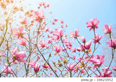 Pink magnolia flower. Pink magnolia flower. 39623952