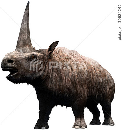 Elasmotherium  39624249